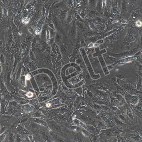 小鼠原代腹膜間皮細胞