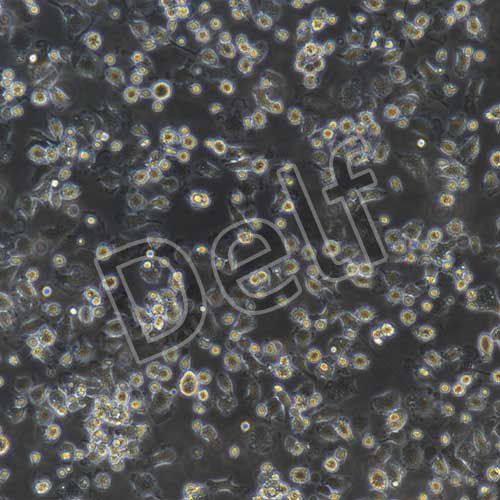 小鼠原代肝kupffer細(xì)胞