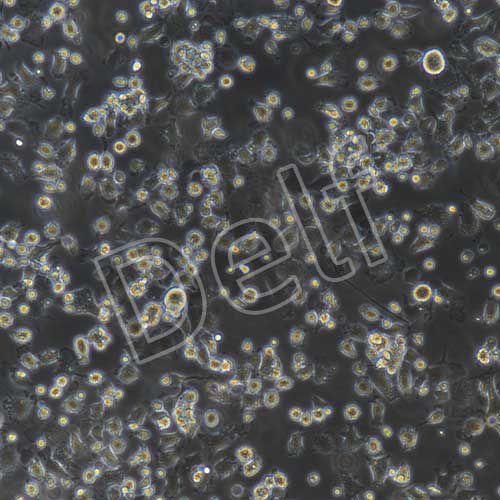 小鼠原代肝kupffer細(xì)胞