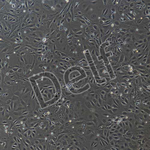 小鼠原代肝實(shí)質(zhì)細(xì)胞