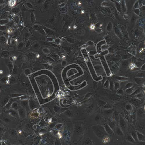 小鼠原代肝實(shí)質(zhì)細(xì)胞