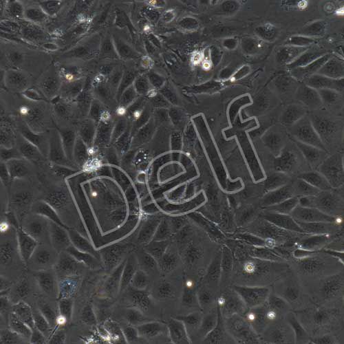 小鼠原代肝實(shí)質(zhì)細(xì)胞