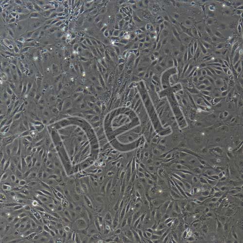 小鼠原代肝外膽管上皮細(xì)胞