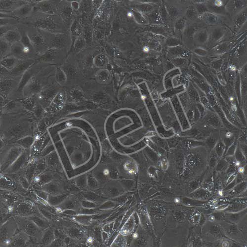 小鼠原代肝外膽管上皮細(xì)胞