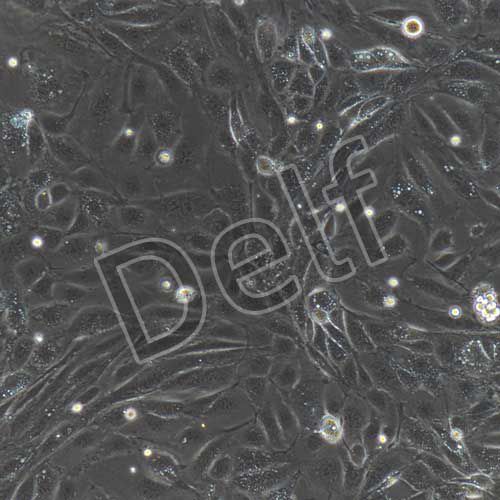 小鼠原代肝外膽管上皮細(xì)胞