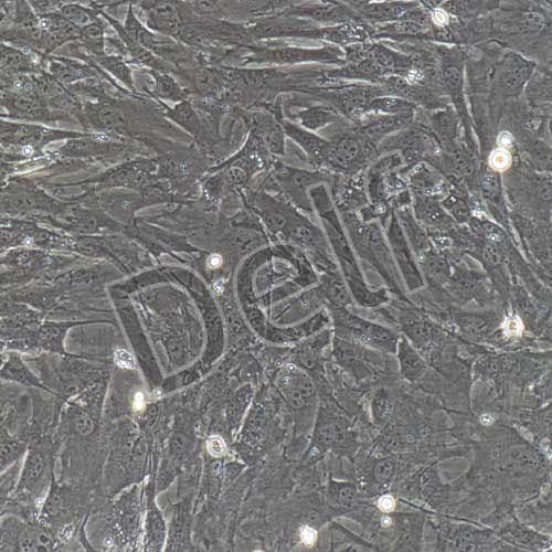 小鼠原代肝星狀細(xì)胞