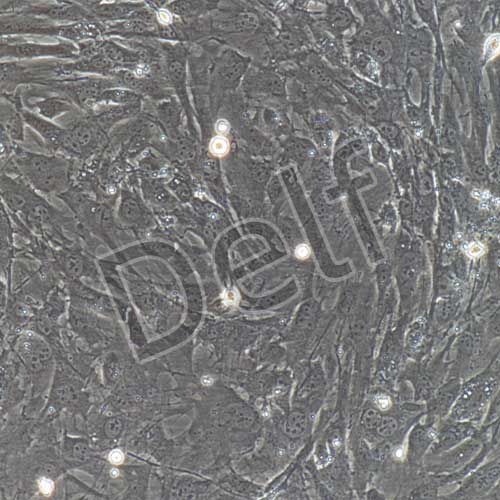 小鼠原代肝星狀細(xì)胞