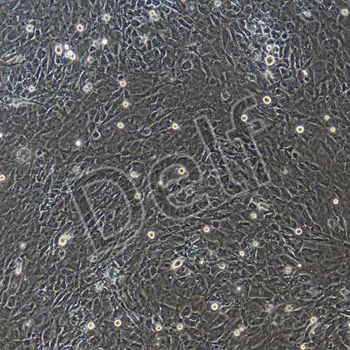 小鼠原代骨骼肌細胞