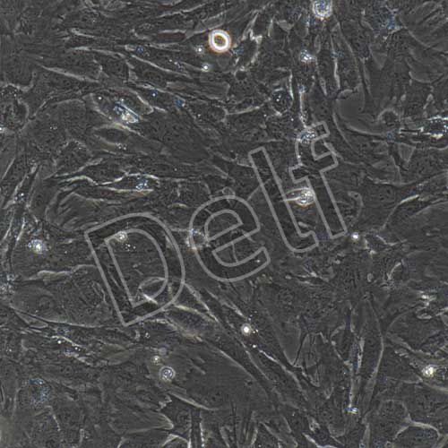 小鼠原代骨膜干細(xì)胞