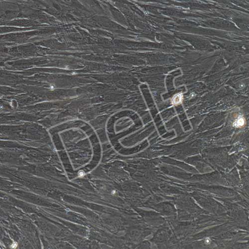 小鼠原代骨髓間充質(zhì)干細(xì)胞