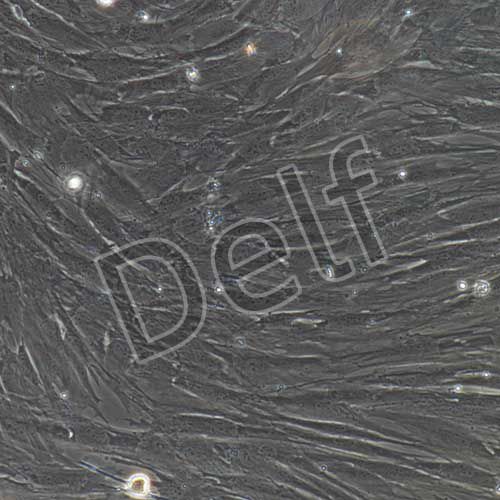 小鼠原代骨髓間充質(zhì)干細(xì)胞