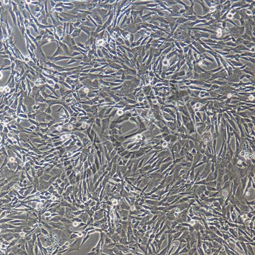 小鼠骨髓間充質干細胞永生化