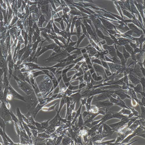 小鼠骨髓間充質干細胞永生化