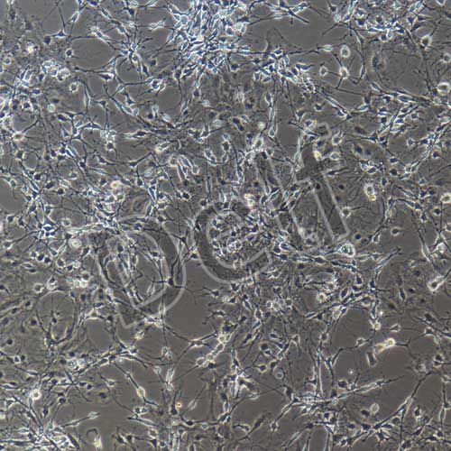 小鼠原代海馬神經(jīng)元細(xì)胞