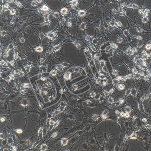 小鼠原代海馬神經(jīng)元細(xì)胞