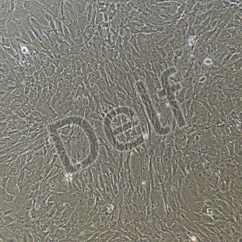 小鼠原代肌腱干細(xì)胞