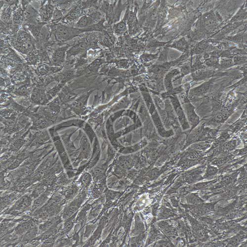 小鼠原代肌腱干細(xì)胞