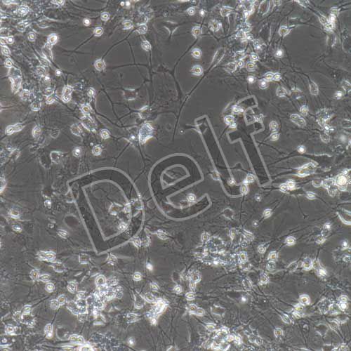 小鼠原代脊髓神經(jīng)元細(xì)胞