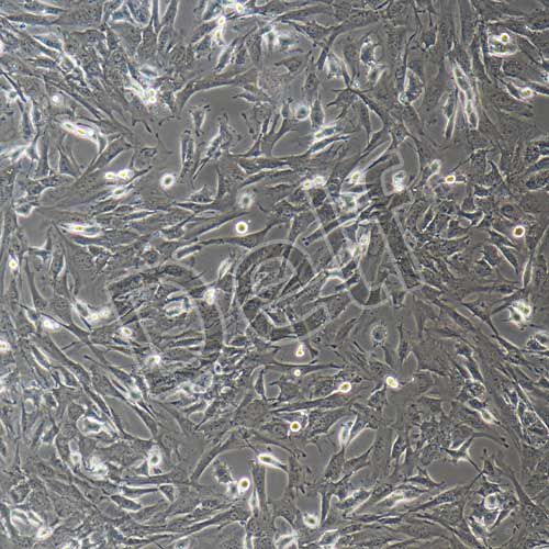 小鼠角膜上皮細(xì)胞永生化