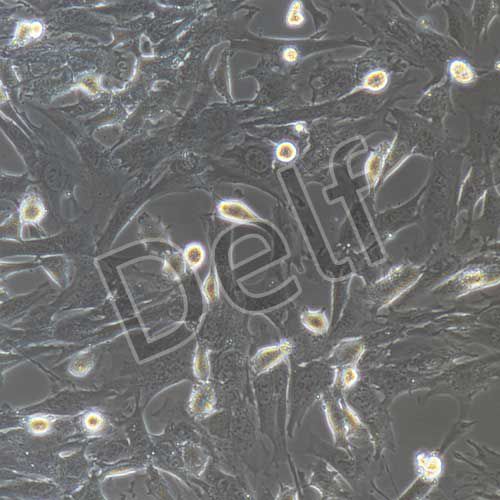 小鼠角膜上皮細(xì)胞永生化