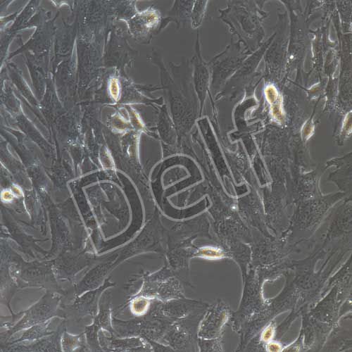 小鼠角膜上皮細(xì)胞永生化