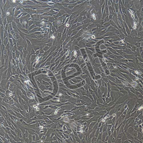 C57小鼠巨噬細胞永生化