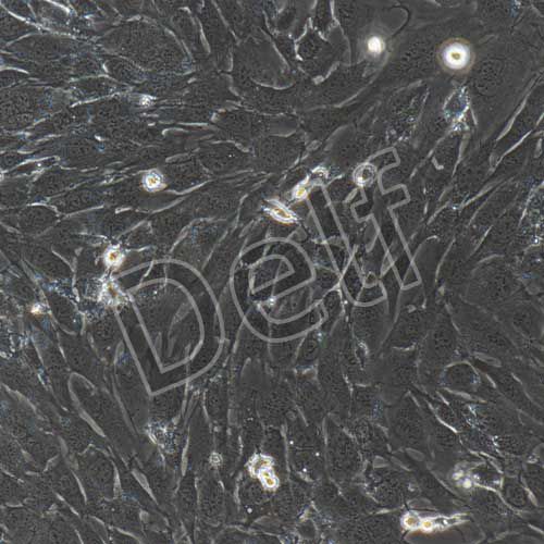 C57小鼠巨噬細胞永生化