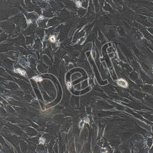 C57小鼠巨噬細胞永生化