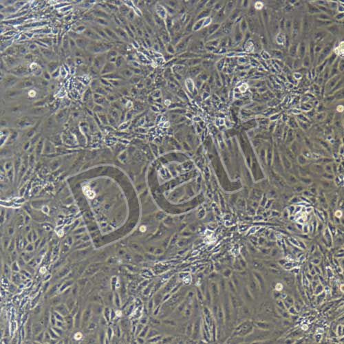 小鼠原代淋巴管內(nèi)皮細胞