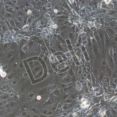 小鼠原代淋巴管內(nèi)皮細胞