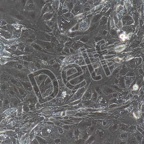 小鼠原代淋巴管內(nèi)皮細胞