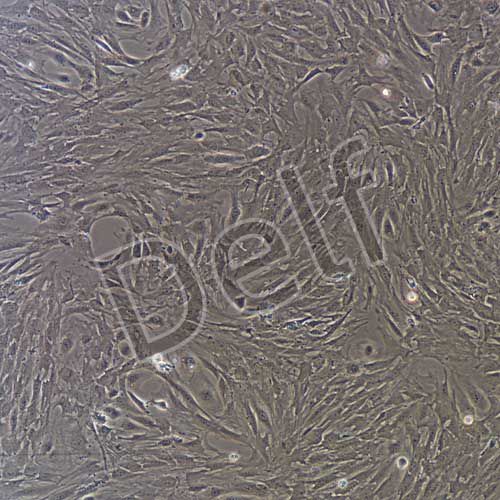 小鼠原代卵巢顆粒細胞