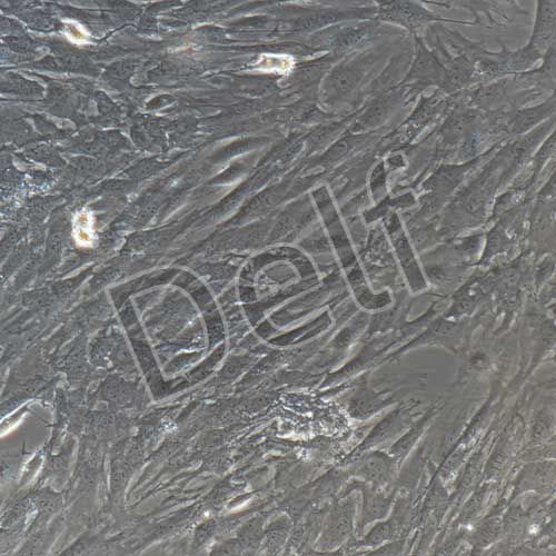 小鼠原代卵巢顆粒細胞