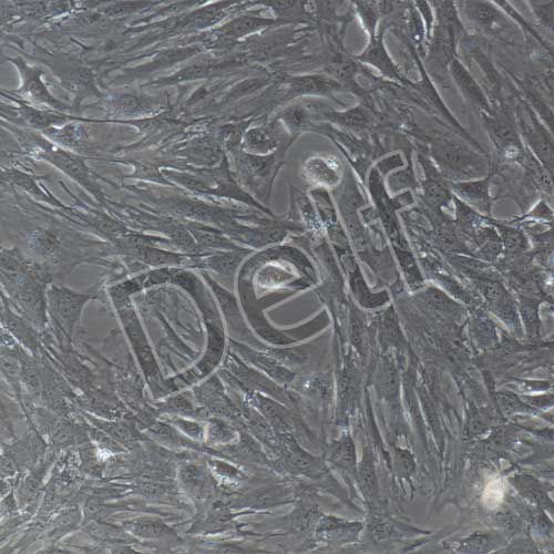 小鼠原代卵巢顆粒細胞