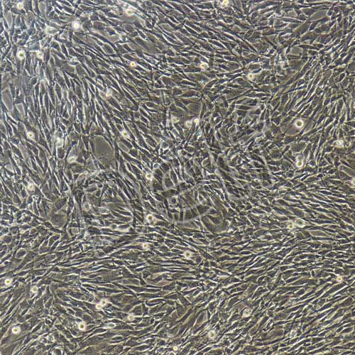 小鼠卵巢顆粒細(xì)胞永生化-sv40