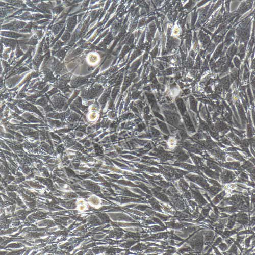 小鼠卵巢顆粒細(xì)胞永生化-sv40