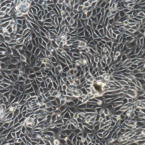 小鼠原代毛囊干細(xì)胞