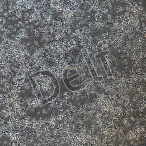 小鼠原代腦皮層神經(jīng)元細胞