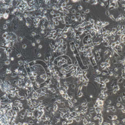 小鼠原代腦皮層神經(jīng)元細胞