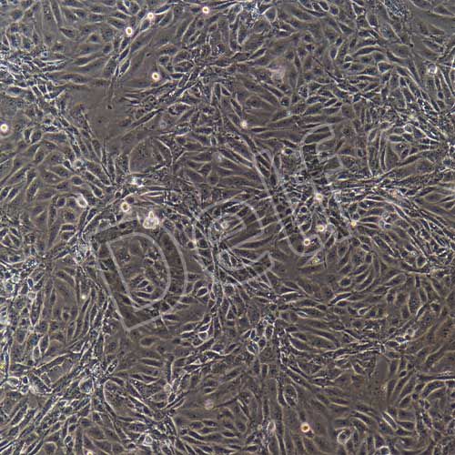 小鼠原代腦微血管內(nèi)皮細胞