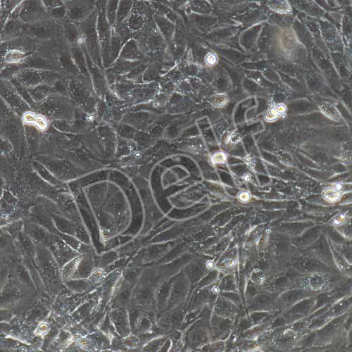 小鼠原代腦微血管內(nèi)皮細胞