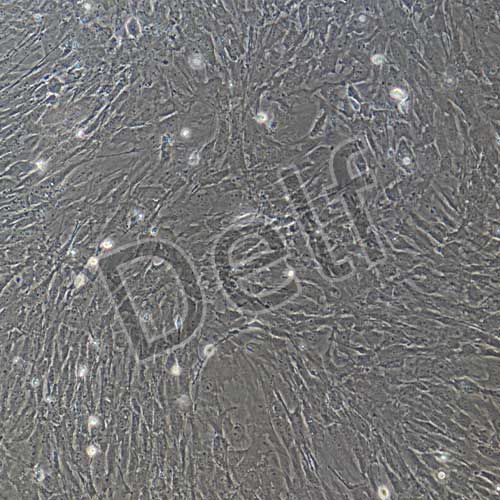 小鼠原代腦血管周細胞