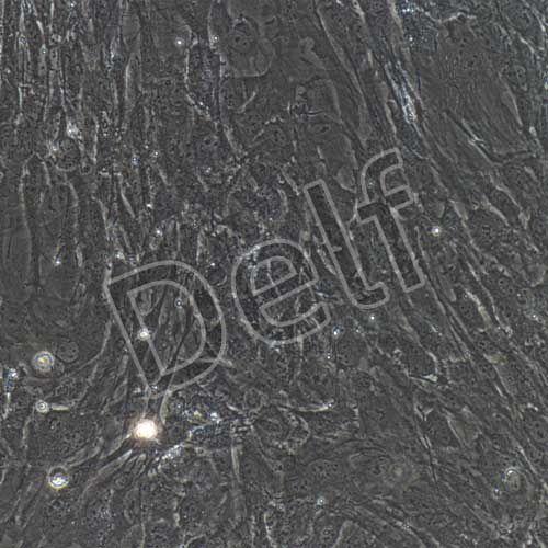 小鼠原代腦血管周細胞