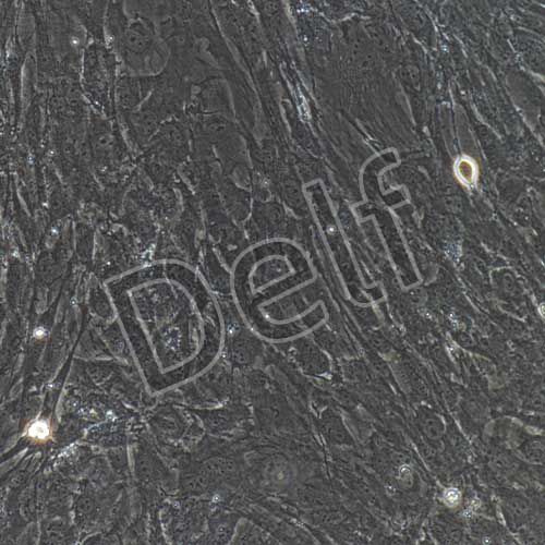 小鼠原代腦血管周細胞