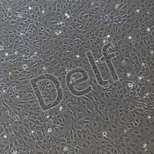 小鼠原代內(nèi)皮祖細(xì)胞