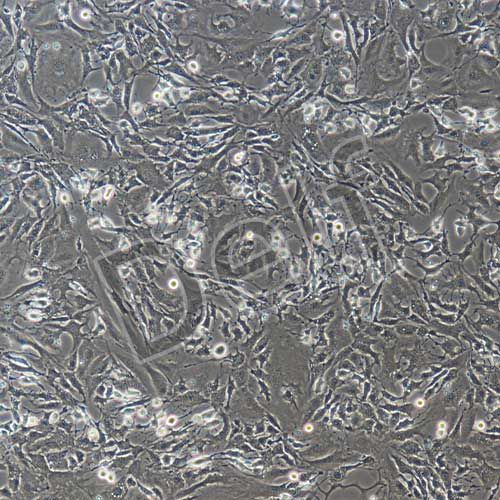 小鼠內(nèi)皮祖細(xì)胞永生化