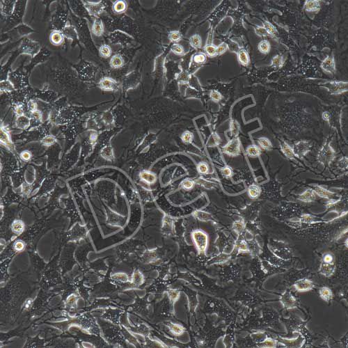 小鼠內(nèi)皮祖細(xì)胞永生化