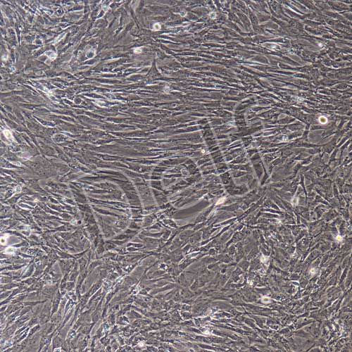 小鼠原代前列腺成纖維細(xì)胞