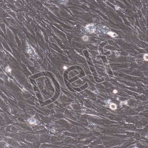 小鼠原代前列腺成纖維細(xì)胞