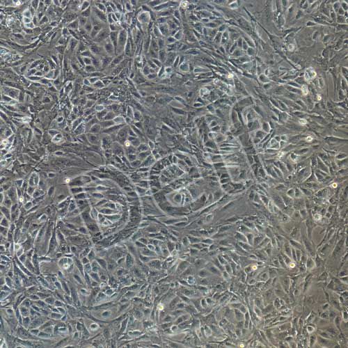 小鼠原代前列腺上皮細胞